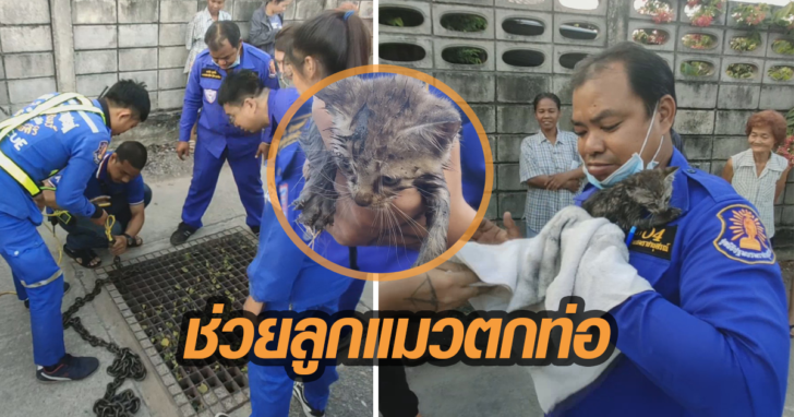 ลูกแมวตกท่อ