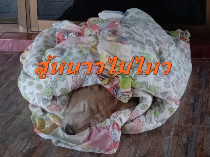 หนาว 1