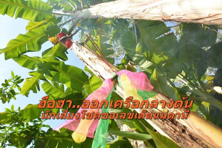 แม่ตานี 1