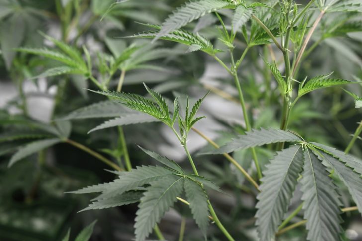 FILES-US-CALIFORNIA-CRIME-MARIJUANA