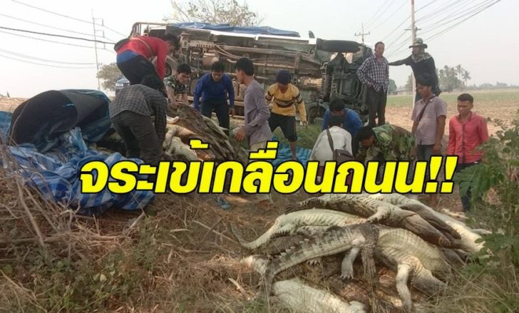 จรเข้0