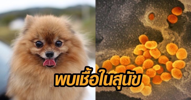 ติดเชื้อ