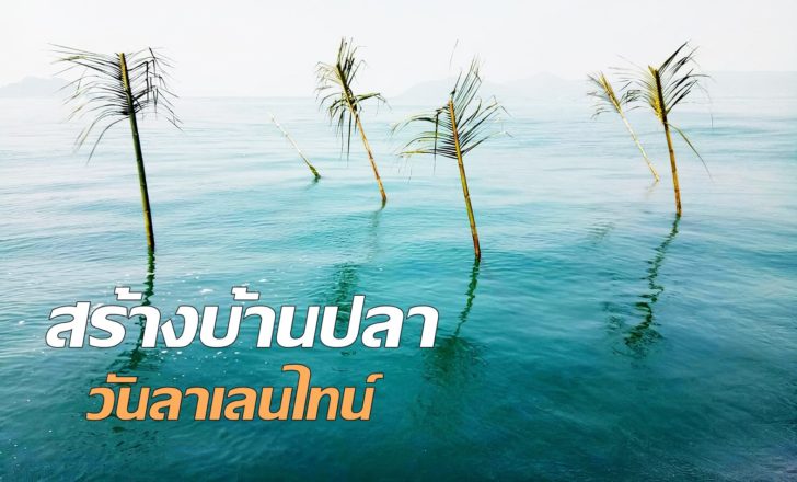 ประจวบคีรีขันธ์ สร้างบ้านปลาวันลาเลนไทน์