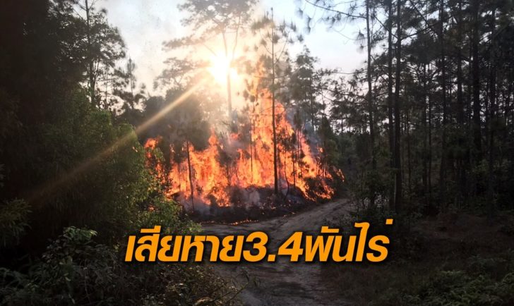ป่าสนเสียหาย