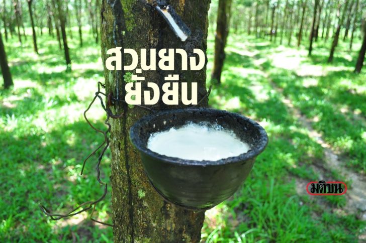 ภาพเด่น