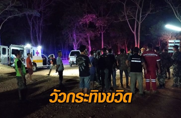 วัวกระทิงขวิด