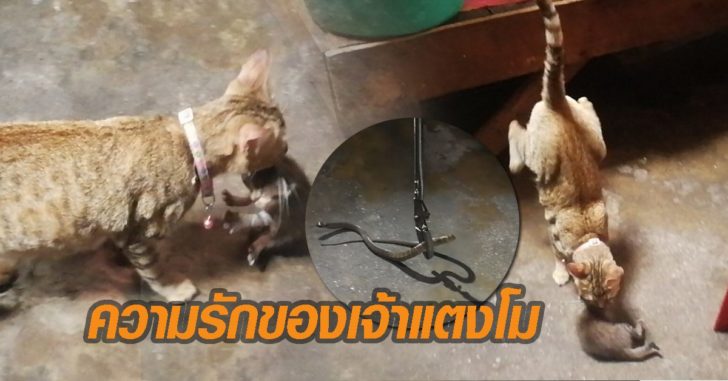 เจ้าแตงโม