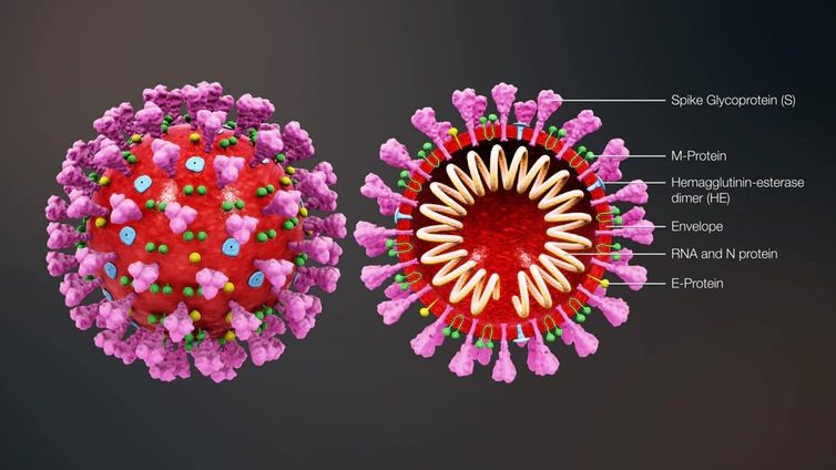 งานวิจัยชี้ไวรัส โควิด-19 อาจแพร่อยู่ในคนมานานแล้ว