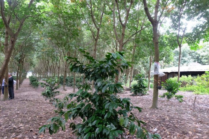received_523416771703788