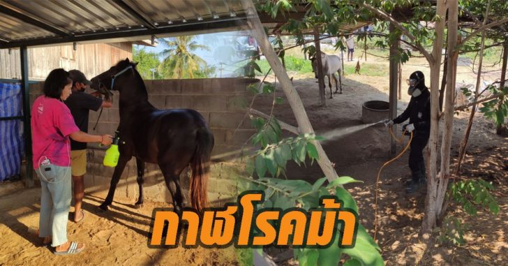กาฬโรคม้า