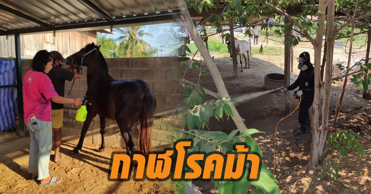 กาฬโรคม้า