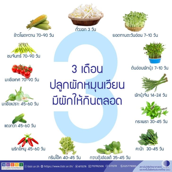 ปลูกผัก หมุนเวียน