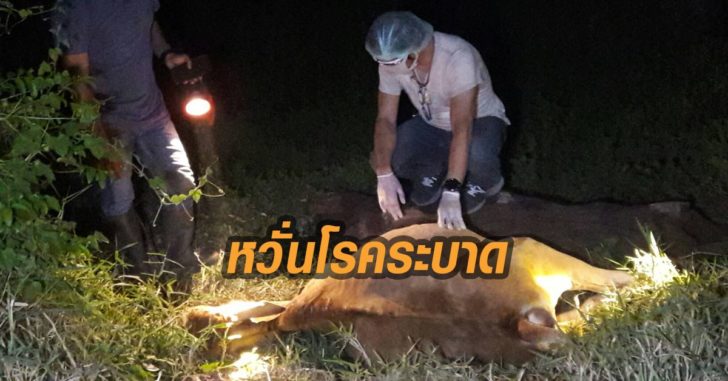 พิมายหวั่นโรคระบาดวัวตาย