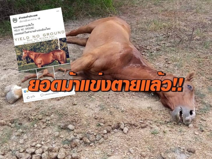 ยีนโนกราวด์0