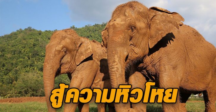 วิกฤตช้าง