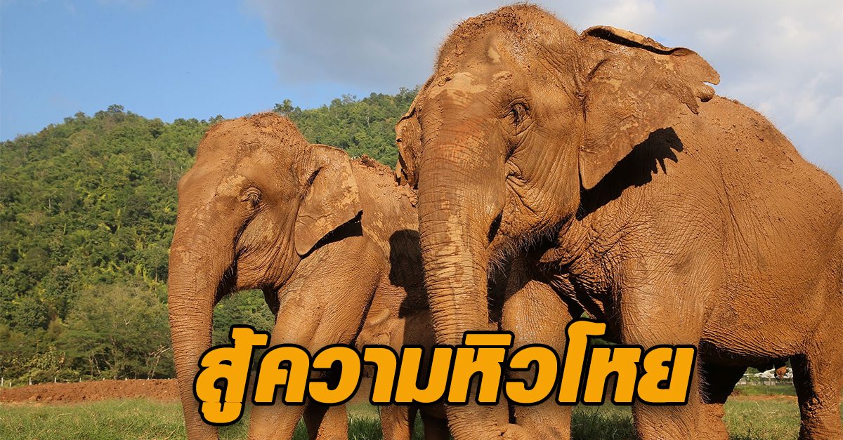 วิกฤตช้าง