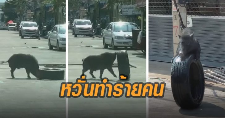 หมูป่าหลุดหวั่นทำร้ายคน