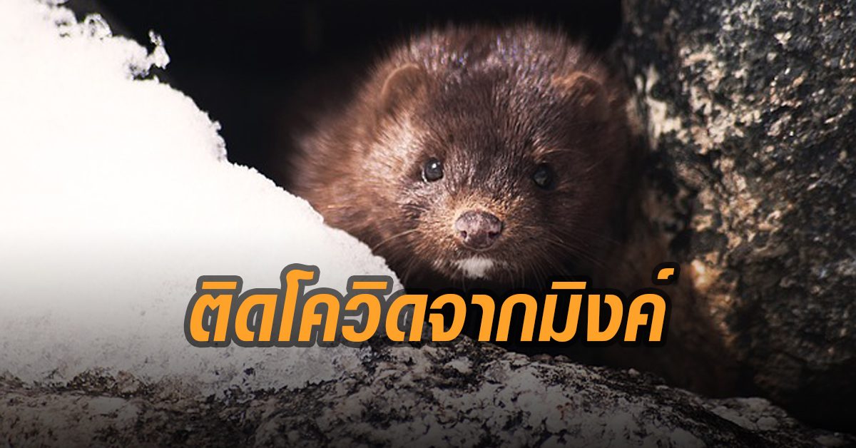 ติดสู่คน! เนเธอร์แลนด์พบคนติดโควิด-19 จาก ‘ตัวมิงค์’ รายที่ 2