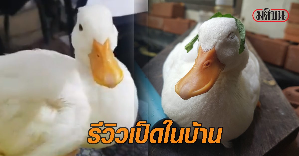 สุดคิวท์! ชาวเน็ตกดชื่นชอบ 'รีวิวเป็ดในบ้าน' ตามดูชีวิตเจ้าแคว๊กสัน ...