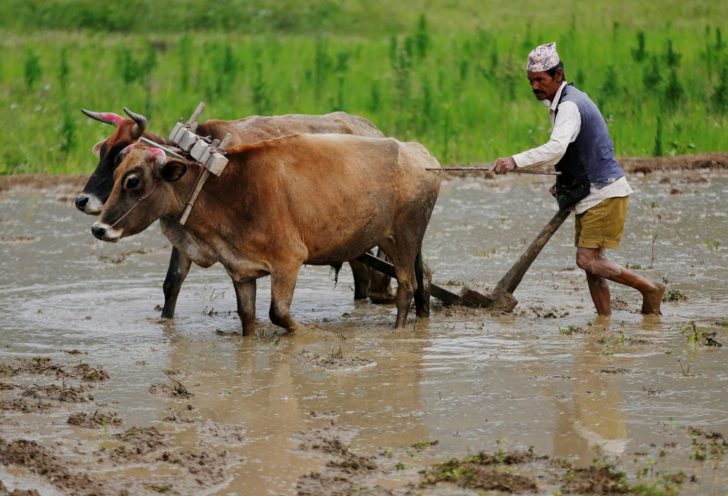 FILE PHOTO: A farmer plows a field before planting rice saplings during National Paddy Day, also called Asar Pandra, that marks the commencement of rice crop planting in paddy fields as monsoon season arrives, in Lalitpur