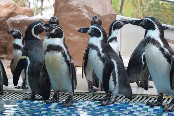 penguin