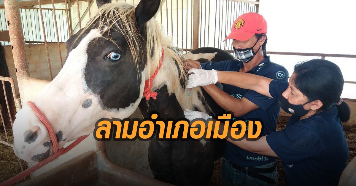 ม้าแกลบ อ.เมือง โคราช ติด กาฬโรคแอฟริกาในม้า ตายอีก ปศุสัตว์ประกาศเขตโรคระบาด