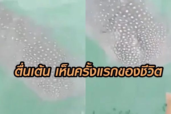 ชาวประมง