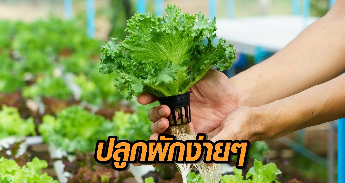 ปลูกผัก