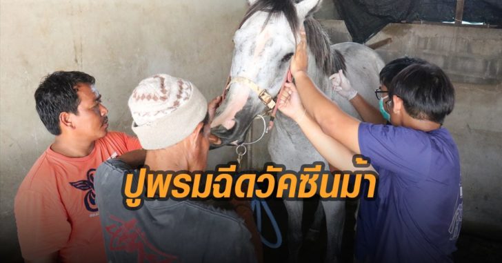 ปูพรอมฉีดวัคซีนม้า