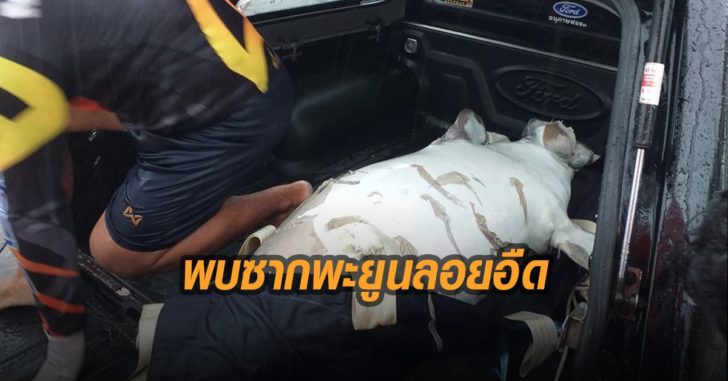 พบซากพะยูนลอยอือด
