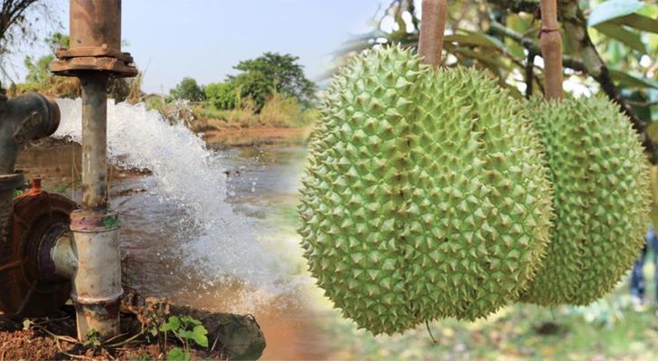 การเมืองหยุดก่อน คาราวานผลไม้มาแล้ว : โดย เรืองชัย ทรัพย์นิรันดร์