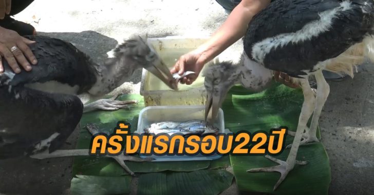 สวนสัตว์สงขลาเพาะนกตะกรุม