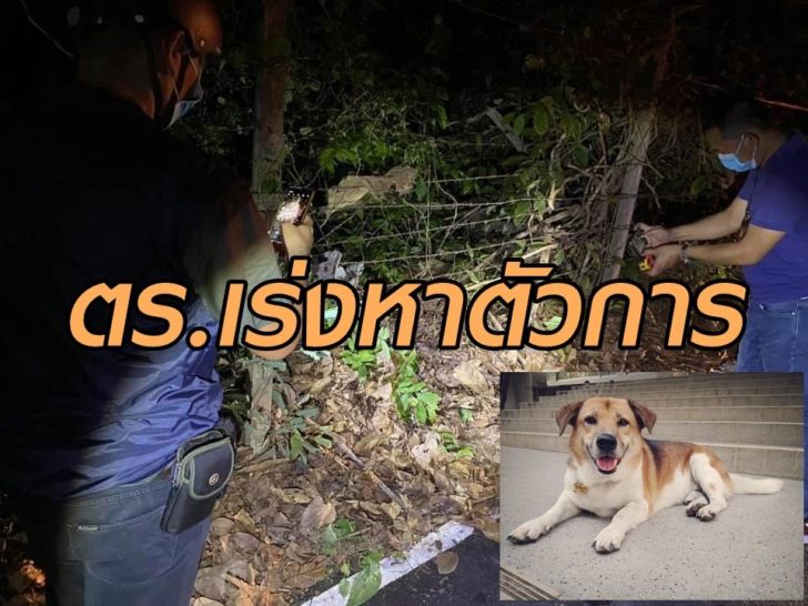 เตี้ย