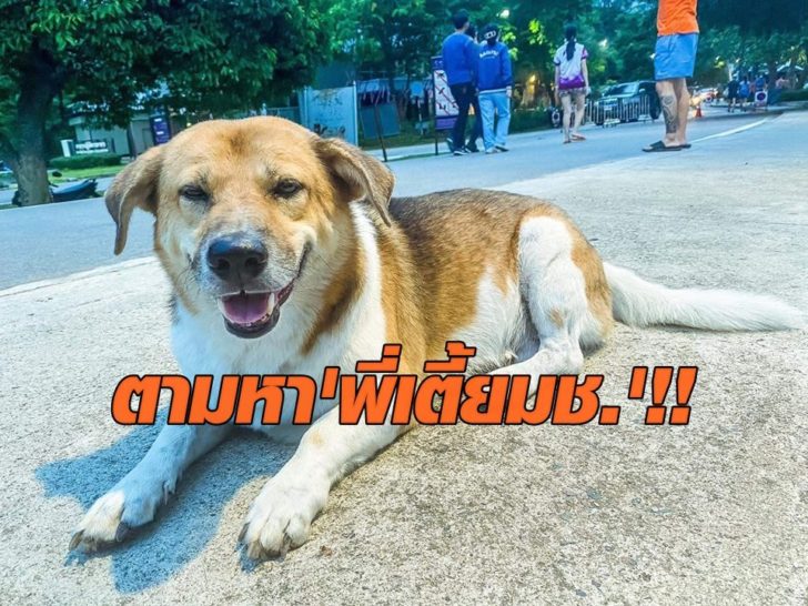 เตี้ย มช.1