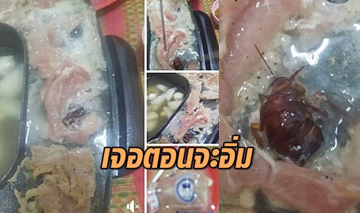 แมลงสาป
