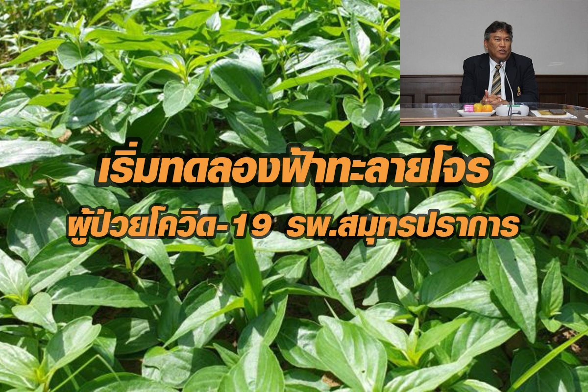 “ฟ้าทะลายโจร” ต้านโควิด-19 เริ่มทดลองแล้ววันนี้! สธ.เปลี่ยนแผนทดลองที่ รพ.สมุทรปราการ 