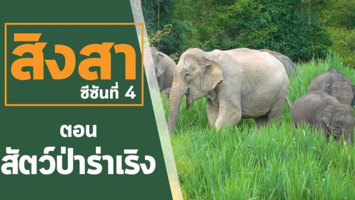รายการ สิงสา ซีซั่น 4 ตอน สัตว์ป่าร่าเริง ในสถานการณ์โควิด-19 (คลิปรายการ) - มติชน