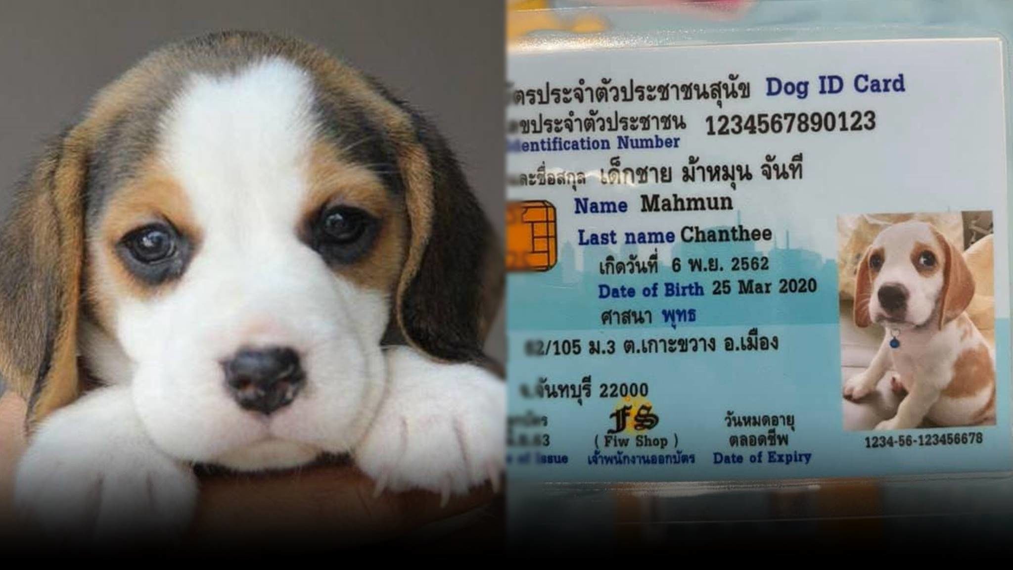 สุดคิ้วท์ โลกออนไลน์แห่แชร์ บัตรประจำตัวน้องหมา น่ารักอะไรเบอร์นี้