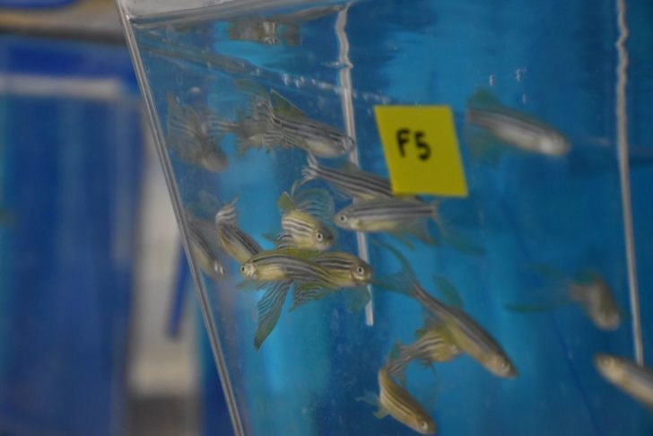 zebrafish 2
