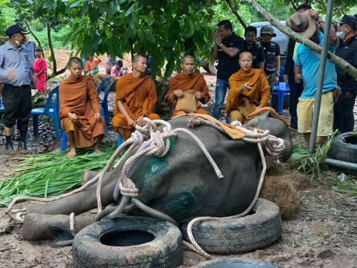 ช้างล้ม