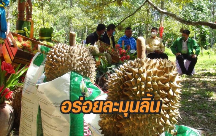 ทุเรียนทรายขาว
