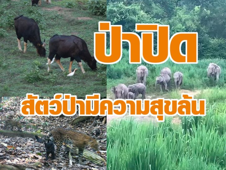 ปก-สัตว์ป่า