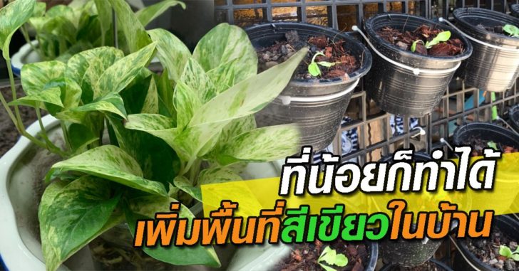ปลูกต้นไม้