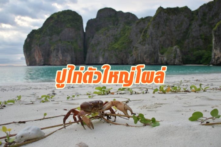 ปูไก่11
