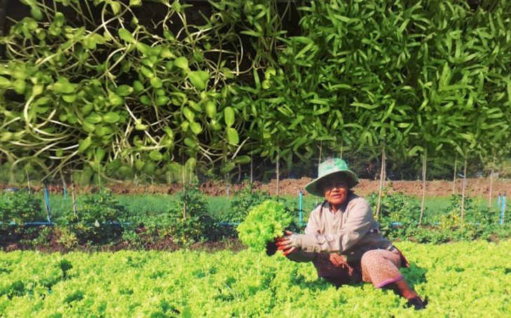 วิกฤตโควิด-19 ช่วยกระตุ้นให้เกิดการปลูกผักสวนครัว : โดย ผดุง จิตเจือจุน