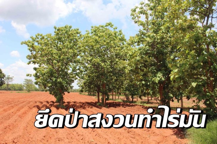 รุกป่าสงวน2
