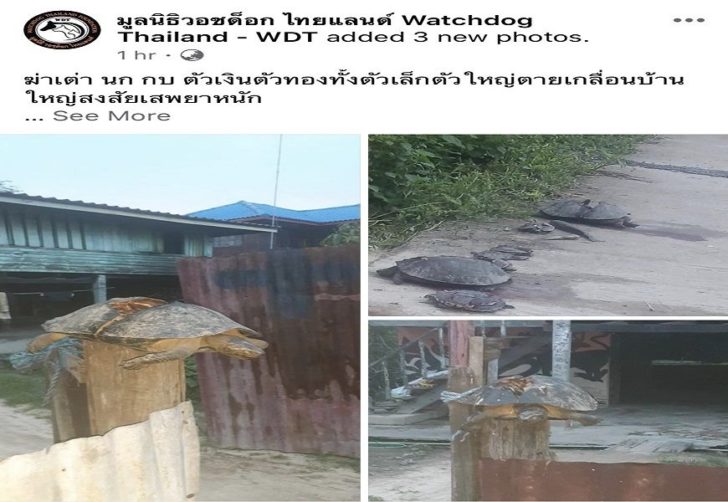 วอชด็อก 2