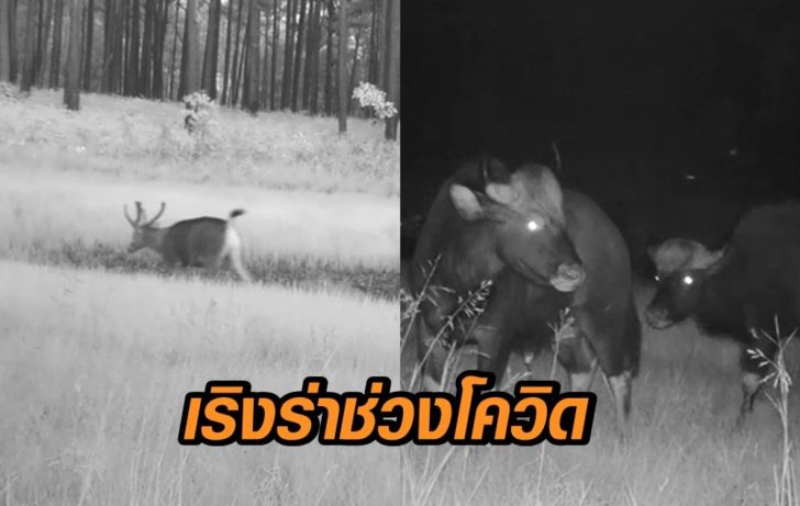 สัตว์เริงร่า