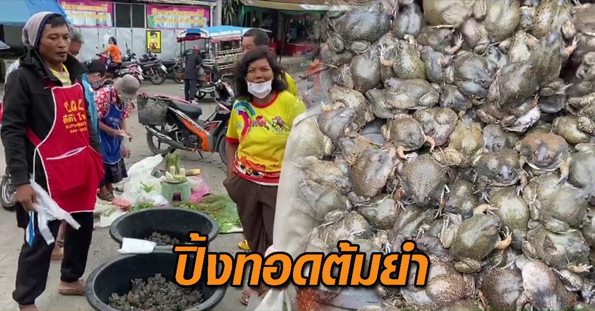 อึ่งอ่าง