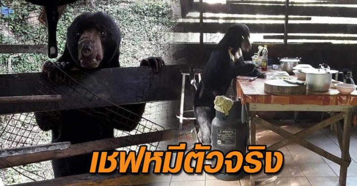 เชฟหมี